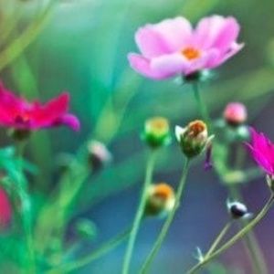 Meet your Posher, Mary